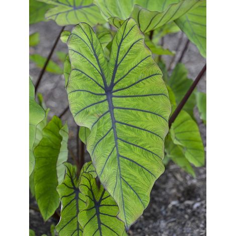 Taro, Madère, Chou-Chine 'Blue Hawaii' Pot de 4L/5L