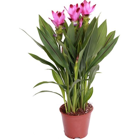 Bloomique - Curcuma Siam - Tulipe de Siam - Plante d’intérieur - Dépolluante - Floraison - 40-50 cm de haut - Pot 14 cm