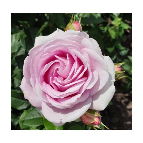 Gardenaria Rosa 'Konigin Marie' - Rosa da giardino - Altezza: 40/50 cm (vaso20) (1/4)