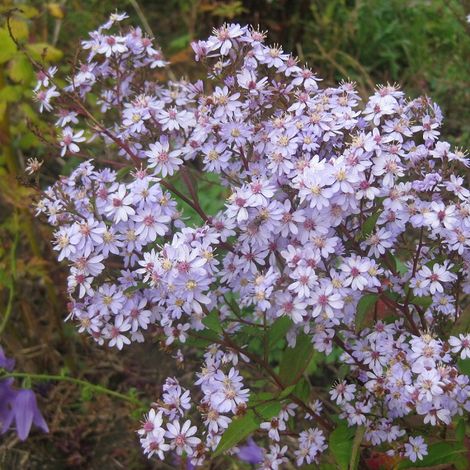 4 x Aster à feuilles en cœur  - Aster 'Photograph'  - godet 9x9 (1/5)