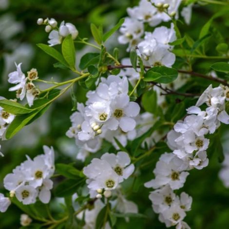 Exochorde en grappes (Exochorda racemosa) (1/5)