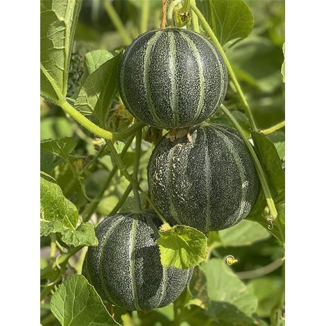 Melon 'vert grimpant' le sachet de 15 graines