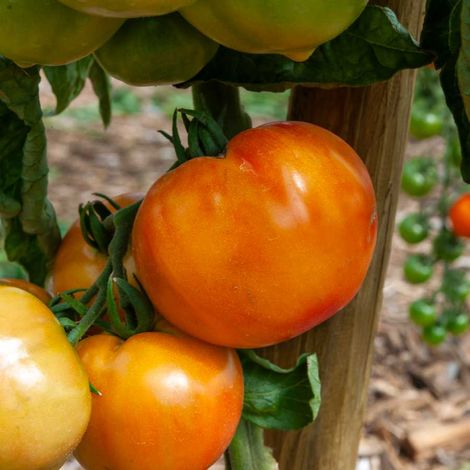 Tomate Ananas - BIO Vilmorin (1/2)