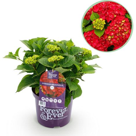 Hortensia Hydrangea Macrophylla Forever & Ever Rouge - Plante de Jardin et Terrasse - Pot 23cm 55cm - PANGIVO (1/5)