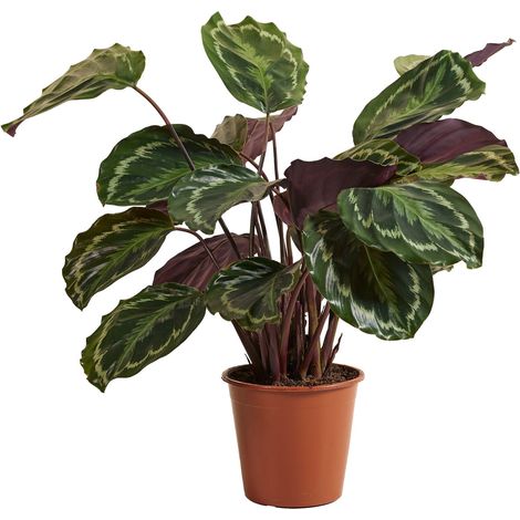 Bloomique - Calathea Medallion - Plante paon - Plantes d'intérieur - Purificateur d'air - Convient aux animaux - Hauteur 70-90 cm - Pot de 19 cm