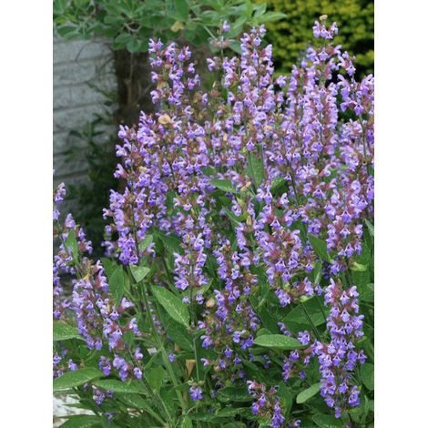 Sauge officinale le sachet de 100 graines (1g) (1/2)