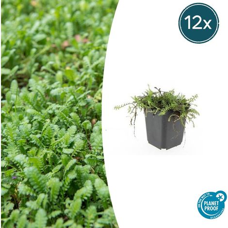 Lot de 12 Leptinella squalida - Plante Couvre-sol Persistante pour Ombre - Hauteur 10-25 cm - Ø 9 cm - PANGIVO (1/5)