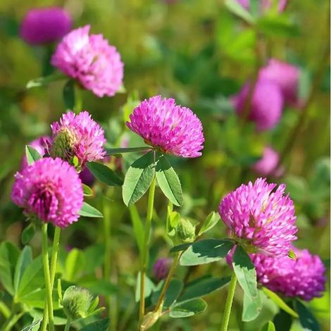 Graines de Trèfle Rouge 500g – Prairie Naturelle 15 à 20 m², Plante Couvre-Sol, Culture Facile Jardin (1/4)