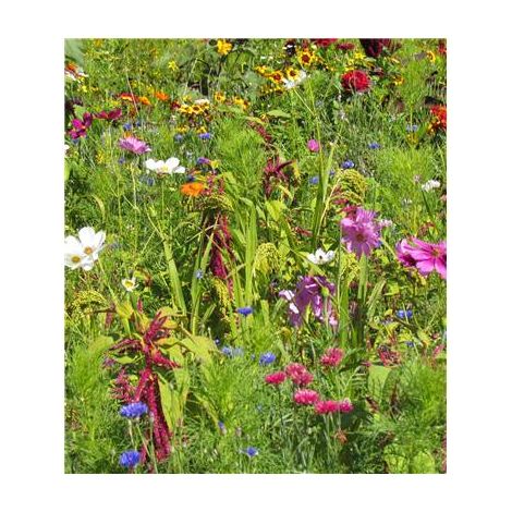 FLEURS POUR OISEAUX - 10 G