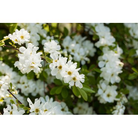 Kleine Prunkspiere 'The Bride' Exochorda macrantha 'The Bride' 12 L 100- 150 (1/5)