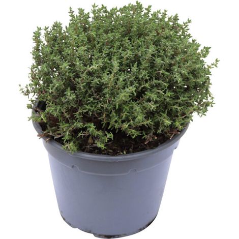 Thym - Thymus vulgaris - plante aromatique cultivée durablement - plantes aromatiques - 2 pièces (1/2)