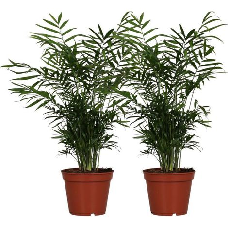 Chamaedorea Elegans Plante d’Intérieur Palmier Décoratif Lot de 2 Pot 17 cm Hauteur 55 cm - PANGIVO