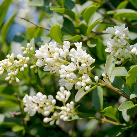 Troène commun - Ligustrum vulgare 80/100 cm Pot 3L (1/4)