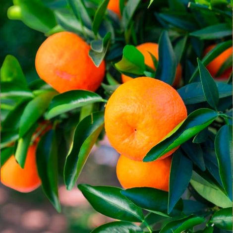Gardenaria Clementino - Citrus clementina - Pianta di agrume da frutto in vaso - Altezza: 70/80 cm (vaso 22)
