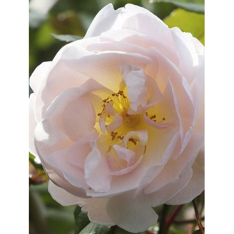 Rosier 'The Lady of the Lake' Pot de 4L/5L (1/3)