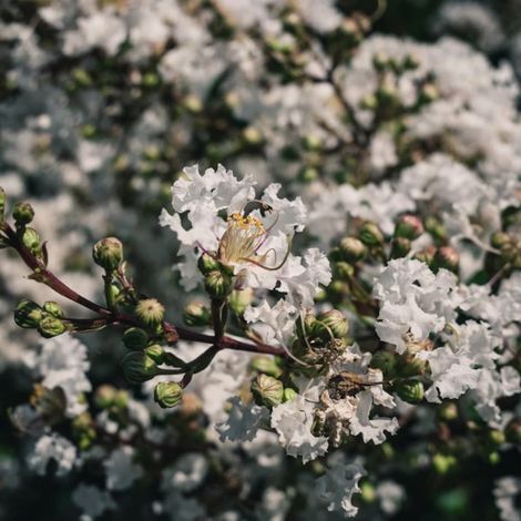 Lilas des Indes Papillons Blancs, Lagerstroemia/Pot de 15 L - 100/120 cm
