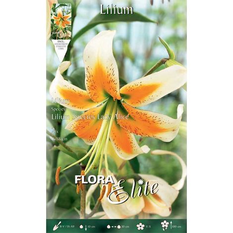 LILIUM ORIENTAL LADY ALICE (CONFEZIONE DA 1 BULBO)