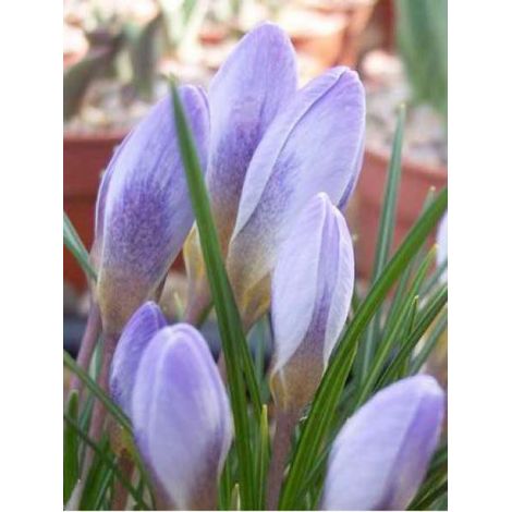 Crocus chrysanthus 'Blue Pearl' Bulbe calibre 6+ (par 30) (1/3)