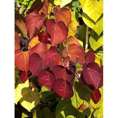Gainier du Canada 'Eternal Flame' Pot de 12L/15L