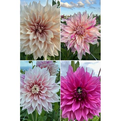 - Collection dahlia Café au Lait - 4 pièces - tubercules de dahlia (1/2)