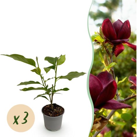 Magnolia Genie Lot de 3 Plantes de Jardin Fleurs Rose Pourpre Pot Ø 12 cm Hauteur 30 cm - PANGIVO (1/5)