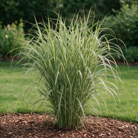 Roseau de Chine Cosmopolitan' - Miscanthus sinensis Cosmopolitan' pot 7,5L