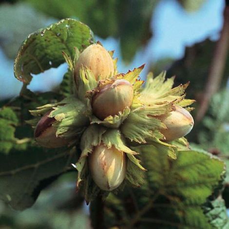 Noisetier 120cm Pot 7,5L -Corylus Lombardii