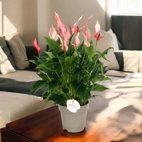 Gardenaria Anthurium 'Lilli' - Pianta da interno ornamentale - Altezza: 40 cm (vaso 14) (1/3)