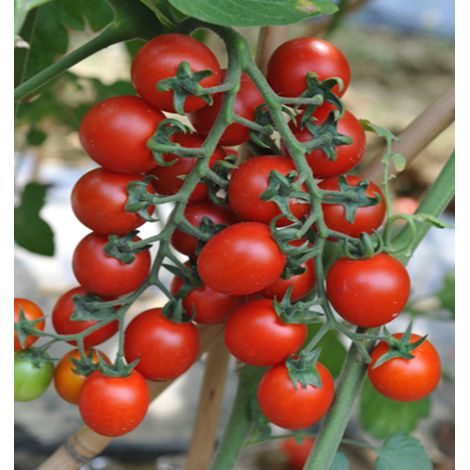 Graines de Tomate Cerise Retombante 100 pcs – Idéal balcon – Fruits sucrés (1/5)