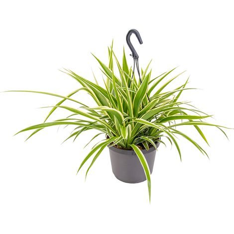 Bloomique - Chlorophytum 'Variegatum' - Plante araignée - Plante suspendue - Dépolluante - Sans danger - 30-40 cm de Haut - Pot suspendu 18 cm