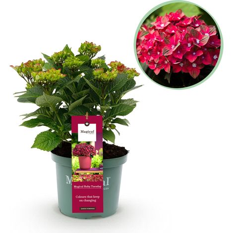 Hortensia de Jardin Hydrangea Macrophylla Ruby Tuesday & Saphire, Pot 23 cm, Hauteur 55 cm - PANGIVO (1/5)