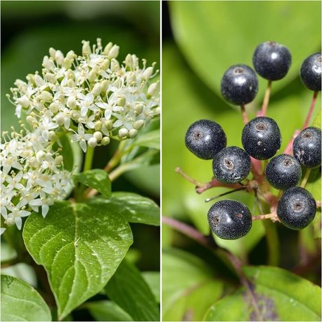 Pack de 4 Plantas de Cornejo - Cornus Sanguinea