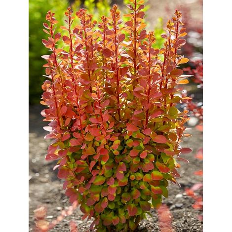 Épine-vinette de Thunberg 'Orange Rocket' Pot de 3L/4L
