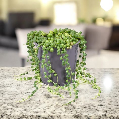 Gardenaria Senecio rowleyanus - Pianta da interno ornamentale - Altezza: 35 cm (vaso 14)