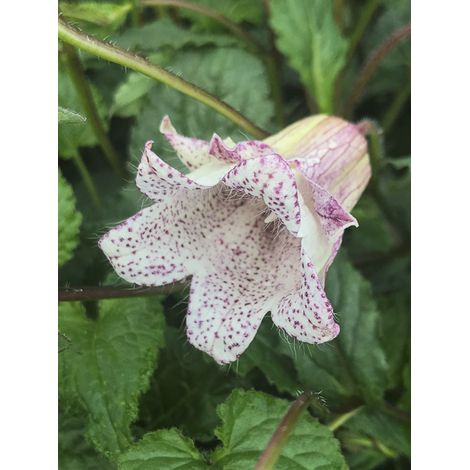 Campanule 'Milky Way' Godet de 8/9 cm (1/2)