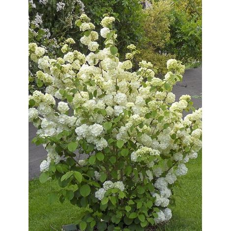 Viorne de Chine 'Popcorn' Pot de 3L/4L (1/3)