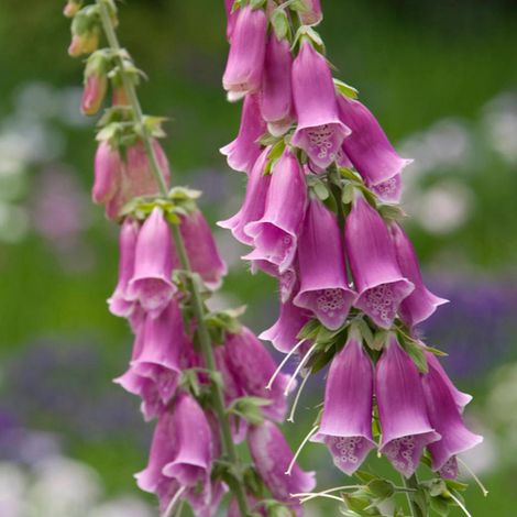 4 x Digitale, Gant de Notre dame - Digitalis purpurea - godet (1/4)