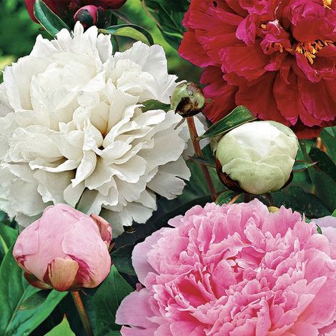 Mélange de 3 pivoines (rouge, blanche, rose) à tubercules. Plantes de jardin vivaces rustiques, atteignant 80 à 100 cm de hauteur. (1/5)