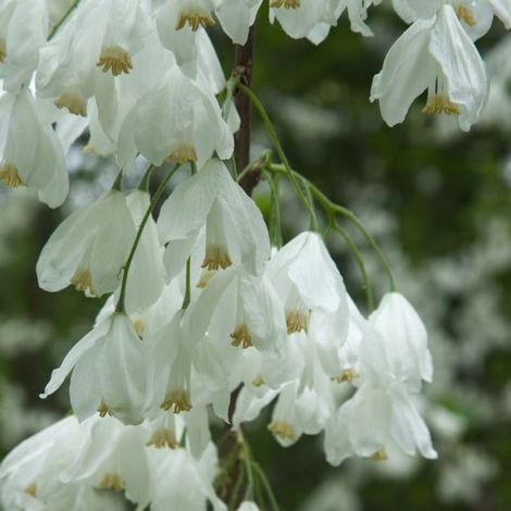 Arbre aux cloches d'argent (Halesia carolina)
