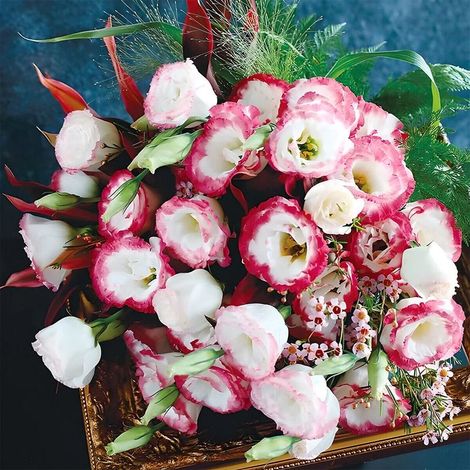 1000 Graines de Lisianthus Blanc Bord Rouge – Fleurs Élégantes Jardin Plantation Facile