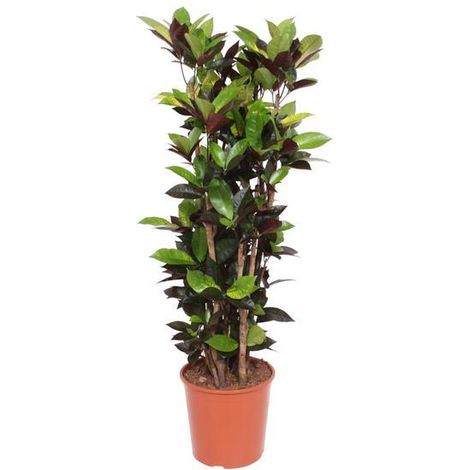 Plante d'Intérieur Croton Codiaeum Iceton Décorative Feuillage Multicolore 140 cm - PANGIVO