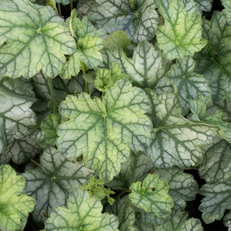 4 x Heuchère - Heuchera 'Mint Frost' - godet 9x9 cm (1/5)