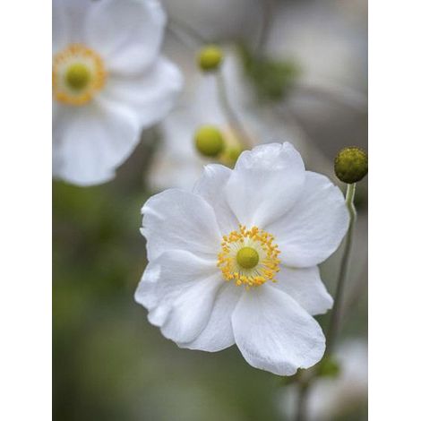 Anémone du Japon 'Pretty Lady Maria' Godet de 8/9 cm (1/2)