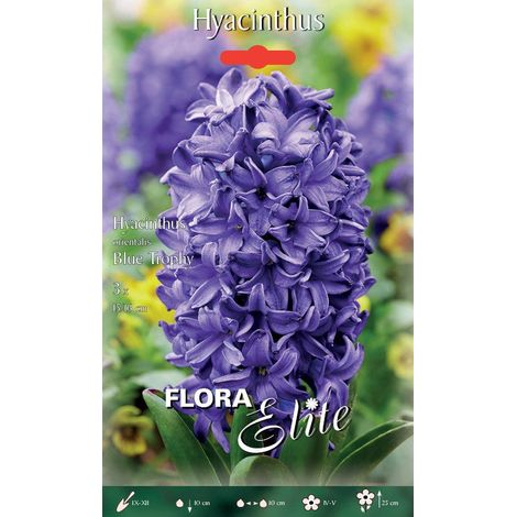GIACINTO BLUE TROPHY CONFEZIONE DA 3 BULBI AUTUNNALI BULBS