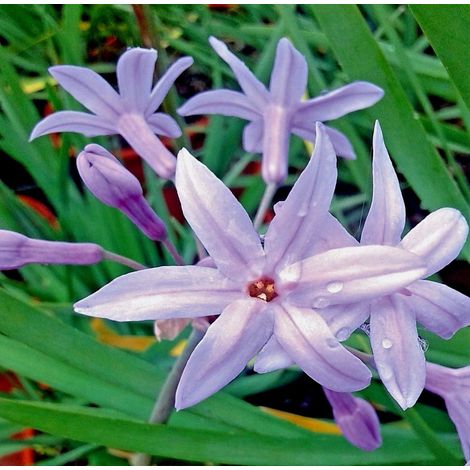 Planta Arom�tica Flor del Ajo Thumbalgia Violacea. Altura Planta 30 - 40 Cm