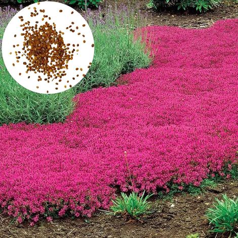 Graines de thym, 200 pièces/sac de graines de fleurs faciles à planter multicolores graines de thym rampantes outil de jardinage pour cour Des graines (1/5)