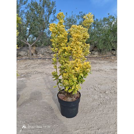 EUONYMUS JAPONICUS CESP.24 AUREA Lt.6.5
