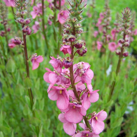4 x Diascia 'Ruby Field' - godet 9x9 cm (1/4)