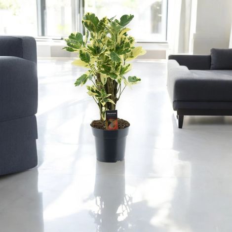 Gardenaria Codiaeum variegatum 'Eburneum' - Pianta da interno ornamentale - Altezza: 50 cm (vaso 17) (1/5)