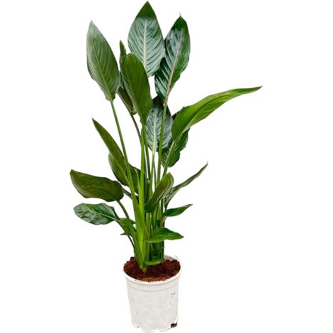 Strelitzia Reginae Oiseau de Paradis Plante Exotique Fleurs Oranges Hauteur 100 cm Pot Ø 21 cm - PANGIVO (1/4)